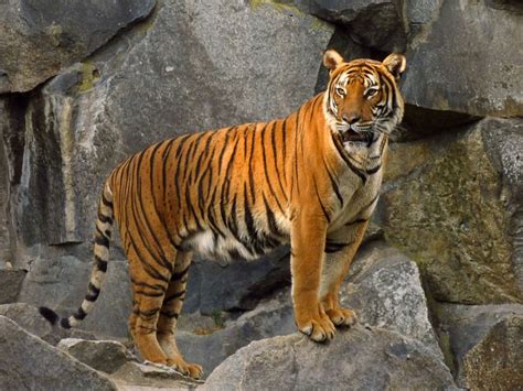 indochinese tiger extinct
